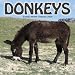 2009 Donkeys Wall Calendar