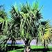 SABAL MINOR DWARF BLUESTEM PALMETTO hardy BULK 100 seeds