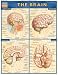 Brain (Quickstudy: Academic)