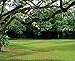 Tropical Gardens of the Philippines