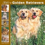 Golden Retrievers 366 Days 2008 Square Wall