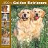 Golden Retrievers 366 Days 2008 Square Wall Calendar