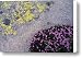 Mountain Phlox Grows Next To A Leichen Canvas Print / Canvas Art - Artist Bill Hatcher