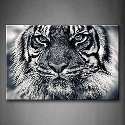 Fitting You Canvas Black And White Ferocity Tiger With Eye Staring And Beard Wall Art Painting Pictures Print On Canvas Animal Picture For Room