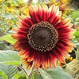 Idealhere珍しい有機ヒマワリ種子　ガーデニング 向日葵 花　40粒　 (レッド2)