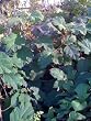 Snowflake Oakleaf Hydrangea Five Gallon
