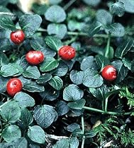 Partridge Berry 10 Seeds - Mitchella repens