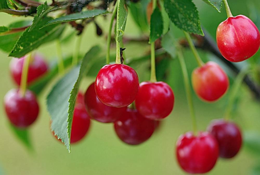Emmett Cherry Festival in Emmett Idaho profile at farmers market online