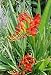 Lucifer Crocosmia 5 Bulbs - Very Hardy