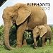 Elephants 2012 Square 12X12 Wall Calendar (Multilingual Edition)