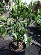 Dwarf Meyer Lemon Tree Shipped in Soil--Five Gallon Container