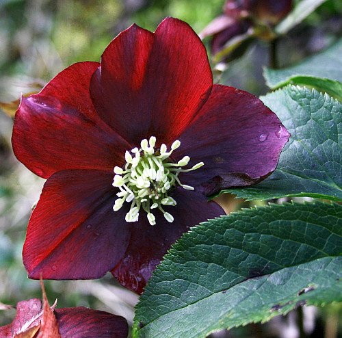 Red Lady Christmas Rose - Helleborus - One Gallon Pot