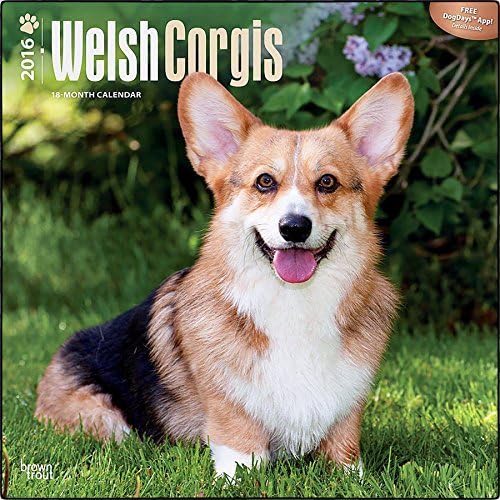 Welsh Corgis 2016 Wall Calendar (12x12) by Calendar 2016 Boutique