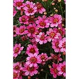 コレオプシス：ガーネット3.5号ポット 2株セット[秋の花壇をピンクで埋める！宿根コレオプシス]