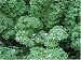 Blue Scotch Curled Kale 100 Seeds