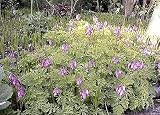 Fringed Bleeding Heart 15 Seeds-Dicentra-Shade Perennial