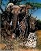 Dan McManis Africa Animal Tiger Art Print POSTER Safari - 16" x 20"