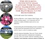 The Guerilla Marketing, Building Effective Lead Capture Web Pages, SIVA Marketing for Paintball Guns Businesses