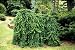 Weeping Norway Spruce 2 - Year Graft