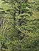 In Wildness Is the Preservation of the World