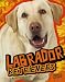 Labrador Retrievers (Edge Books)