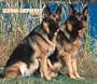 For the Love of German Shepherds 2007 Deluxe Calendar
