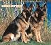 For the Love of German Shepherds 2007 Deluxe Calendar