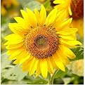 Sunflower Gallery Wrapped Canvas - 20x20"