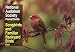 NAS Pocket Guide to Songbirds and Familiar Backyard Birds: Eastern Region: East (National Audubon Society Pocket Guides)