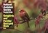 NAS Pocket Guide to Songbirds and Familiar Backyard Birds: Eastern Region: East (National Audubon Society Pocket Guides)
