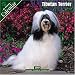 Tibetan Terrier 2007 Wall Calendar