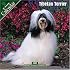 Tibetan Terrier 2007 Wall Calendar