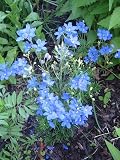 61R2 cnTYLL. SL160  Delphinium Seeds