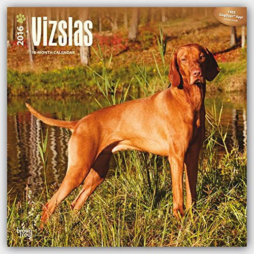 Vizslas 2016 Square 12x12