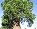Photographic Prints of SG-20125 Giant Sequoia / Wellingtonia Tree - Close up of leaves and bark from Ardea Wildlife Pets