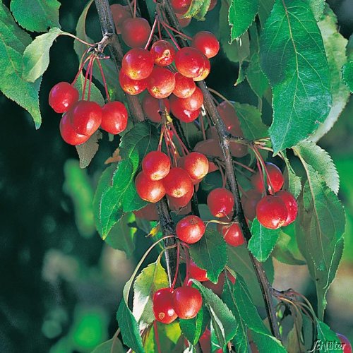 Zierapfel 'Red Jade'