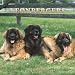 Leonbergers 2007 Calendar