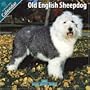 Old English Sheepdog 2010 Wall Calendar #10057-10