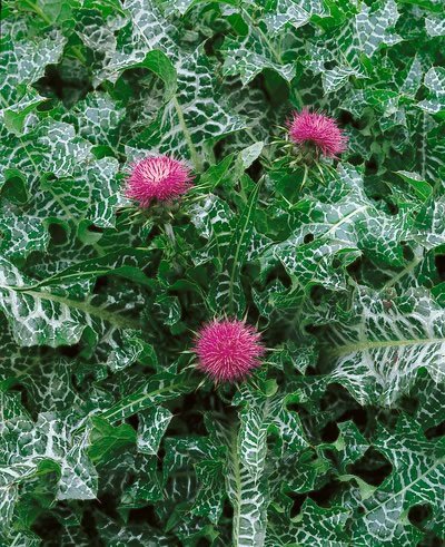 Milk Thistle Seeds - Silybum Marianum - 2 Grams - Approx 80 Gardening Seeds - Herb Garden Seed