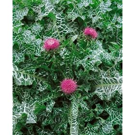 Milk Thistle Seeds Silybum Marianum 2 Grams Approx 80 Gardening Seeds Herb Garden Seed Milk Thistle Seeds - Silybum Marianum - 2 Grams - Approx 80 Gardening Seeds - Herb Garden Seed