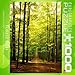 Forest Path Puzzle, 1000-Piece