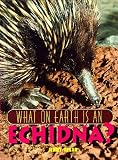 What on Earth Is an Echidna?