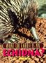 What on Earth Is an Echidna?