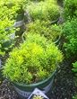 Coreopsis Moonbeam Two Gallon Plant