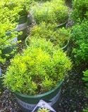Coreopsis Moonbeam Two Gallon Plant