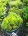 Coreopsis Moonbeam Two Gallon Plant