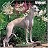 Whippet 2007 Wall Calendar