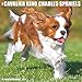 Just Cavalier King Charles Spaniels 2017 Wall Calendar