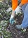 Joseph Bentley Traditional Garden Tools Stainless Steel Midi 3-Prong Cultivator, 18-Inch