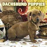 Dachshund Puppies 2006 Calendar